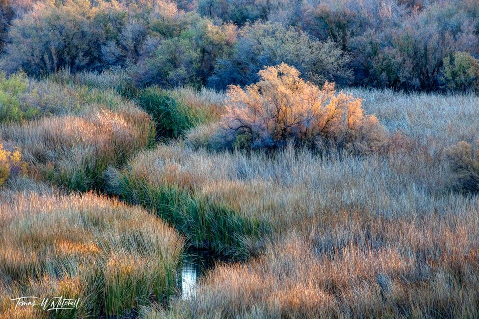 autumn colors in bushes and grass Parker Arizona