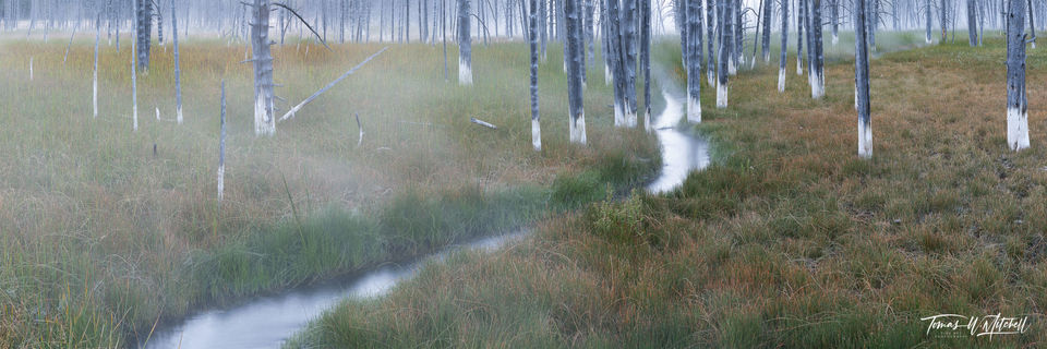 dead forest with stream in Yellowstone National Park