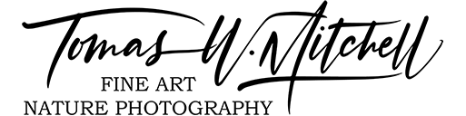 Tomas W Mitchell