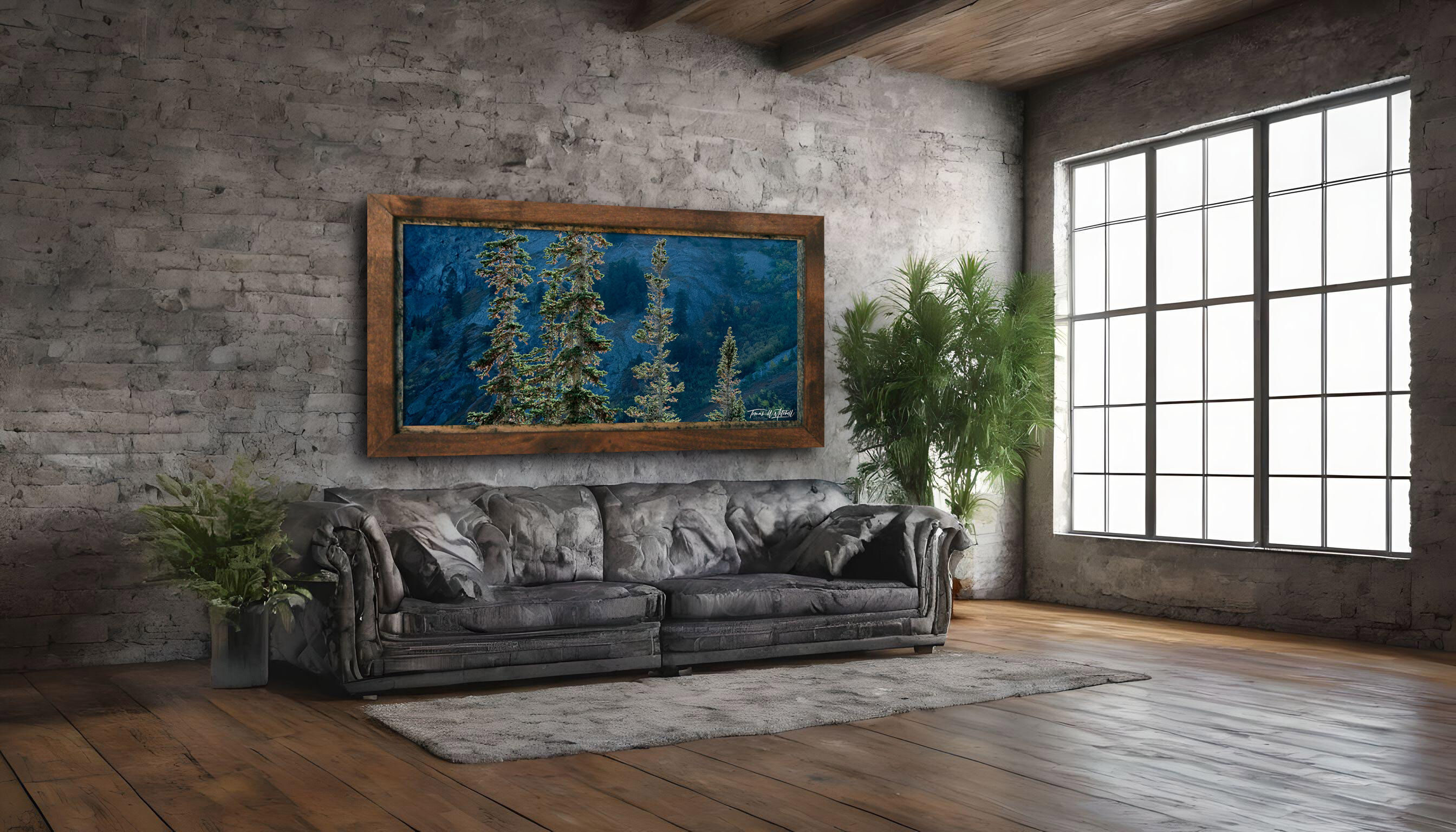 framed photograph of spruce trees on home wall