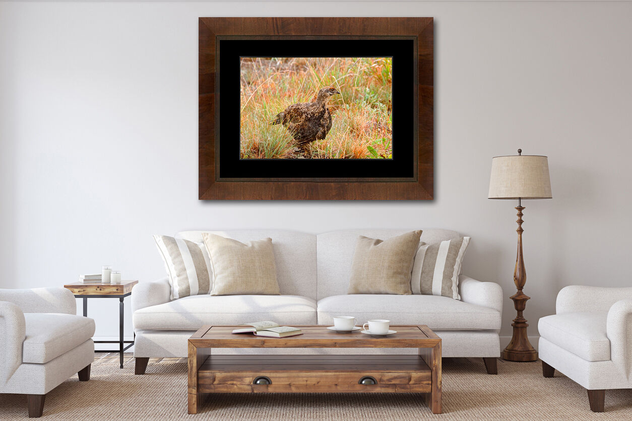 framed photograph of grouse bird on home wall