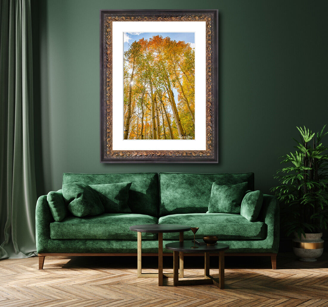 Quaking aspen forest in autumn framed and on home wall.