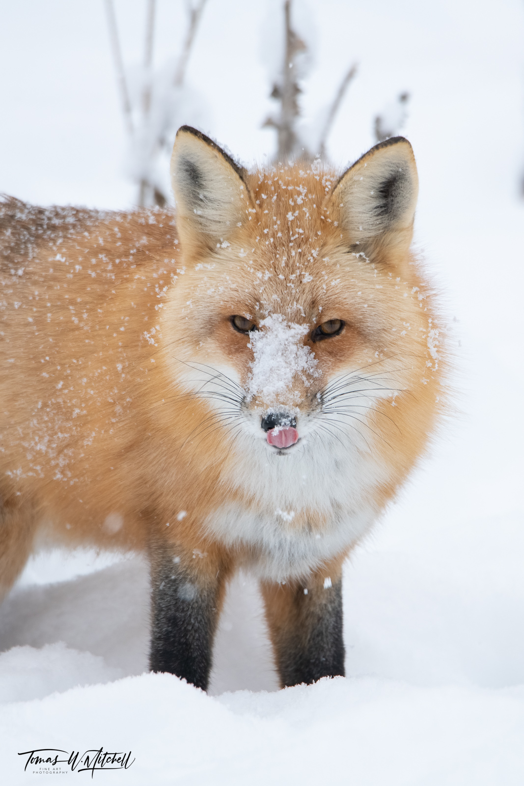 fox in the snow licking its lips