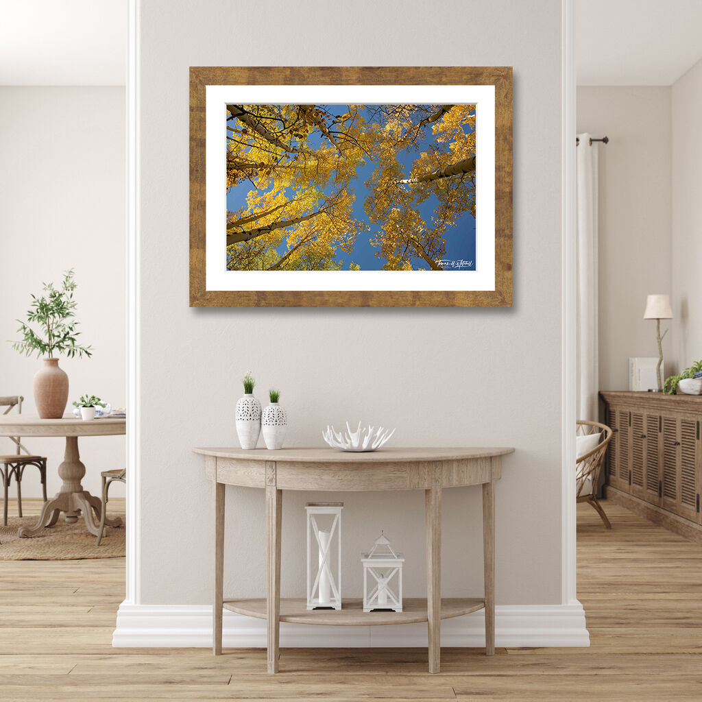 framed photograph of aspen trees in autumn on home wall