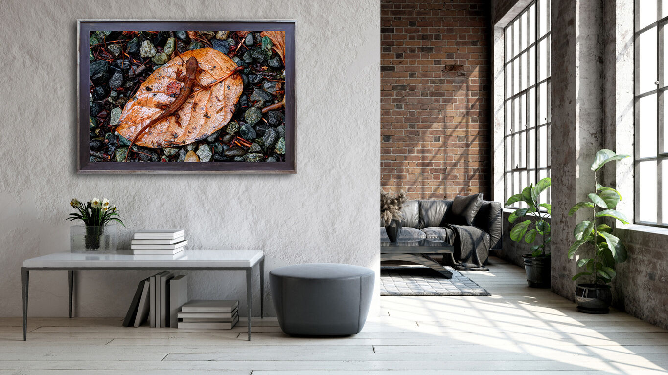 framed photograph of newt on a leaf on home wall