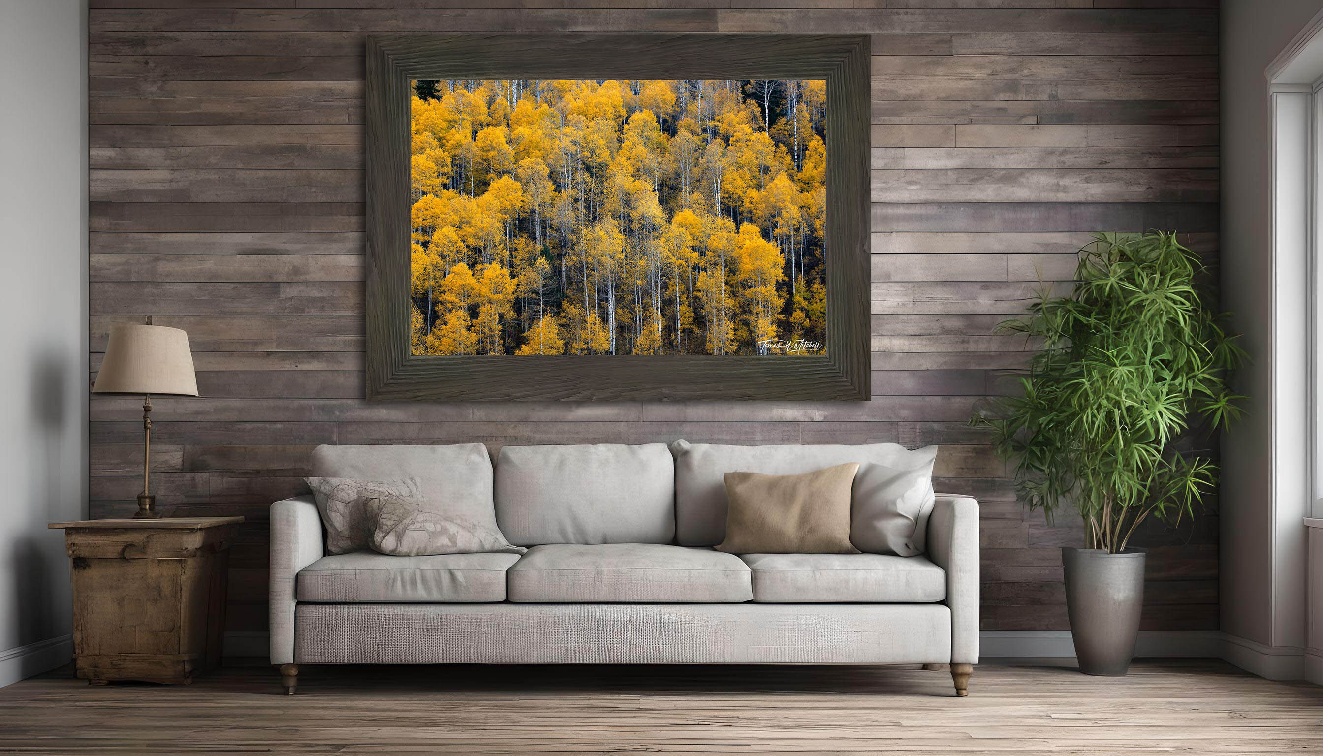 framed photograph of quaking aspen forest in autumn on home wall.
