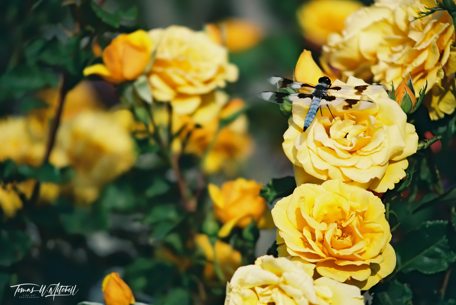 dragonfly on yellow rose