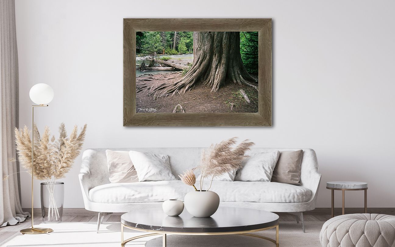 framed photograph of cedar tree Glacier National Park on home wall.