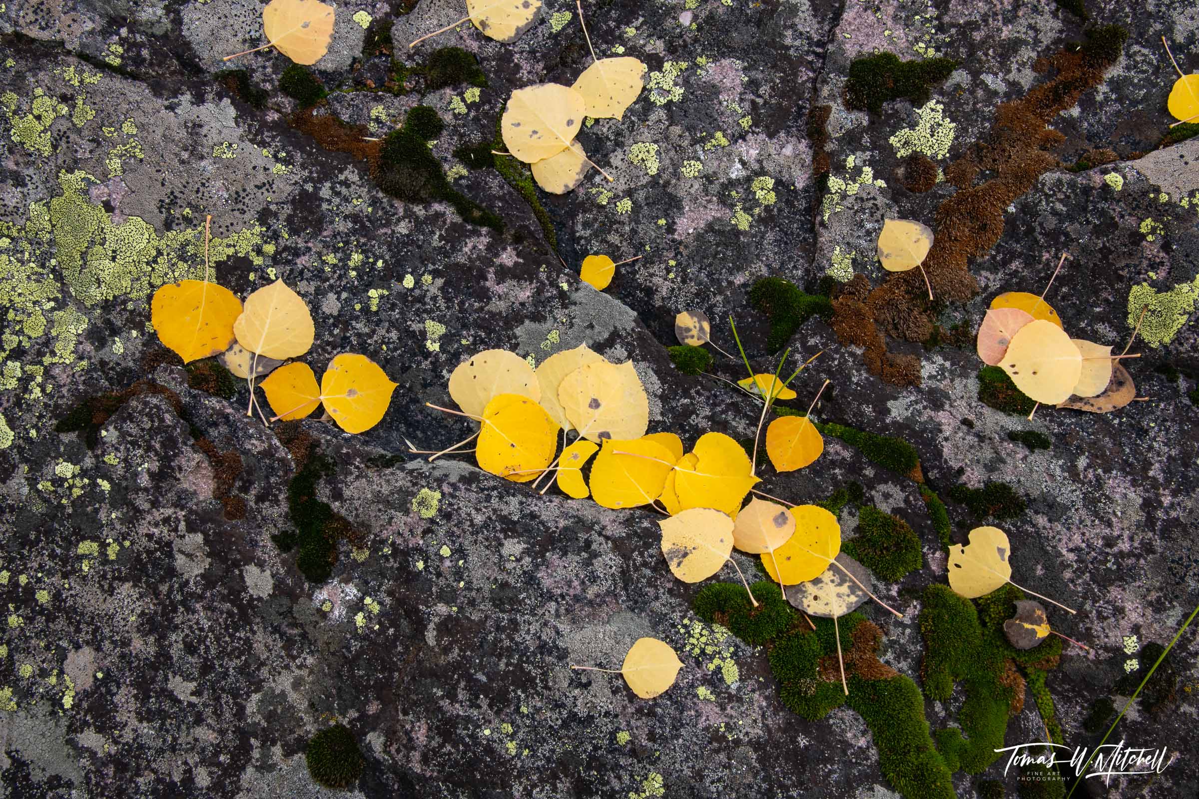 quaking aspen leaves on moss covered rock