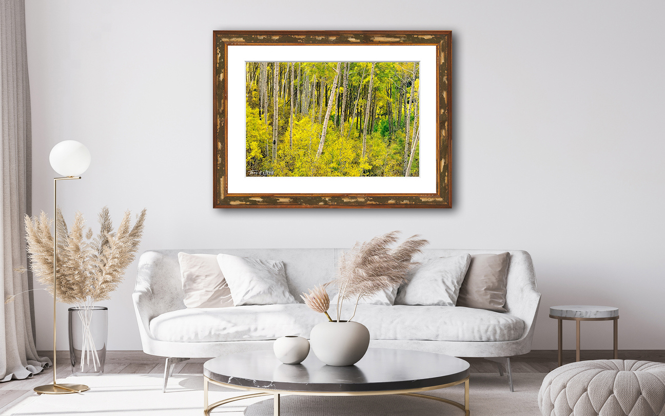framed photograph of aspen forest in the autumn on home wall.