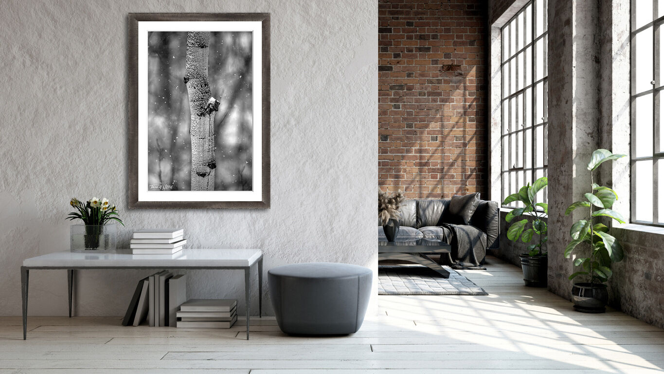 framed photograph of quaking aspen in winter snow on home wall