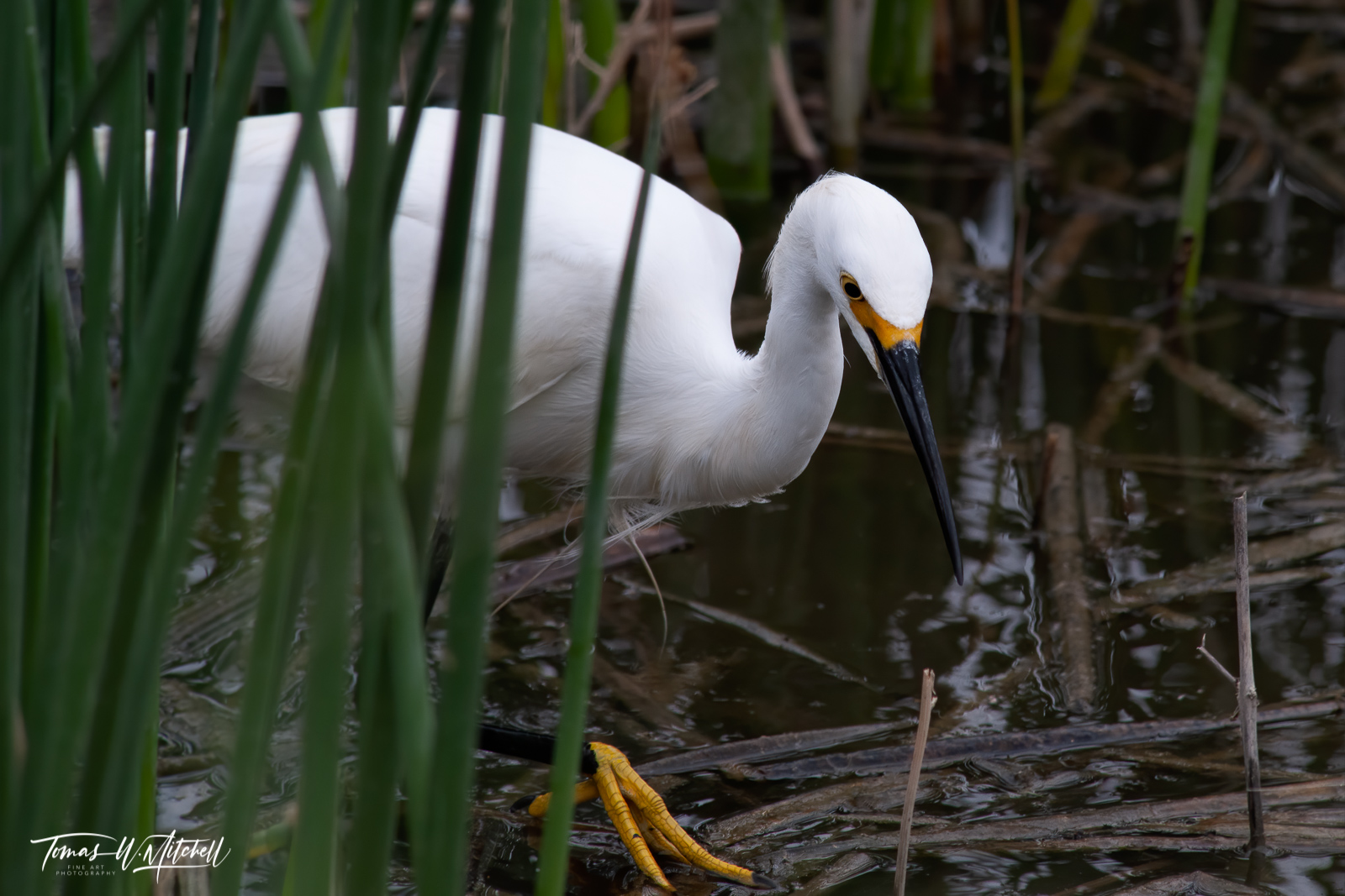 Snowy Egret bird in marsh