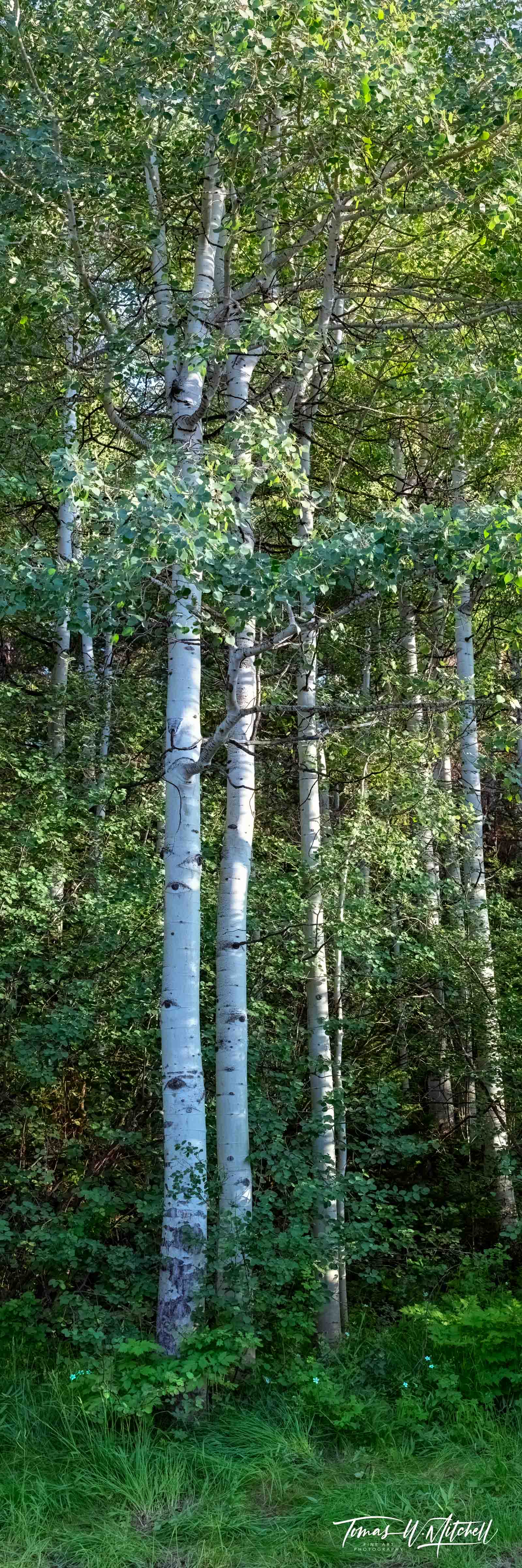 quaking aspen forest in the summer
