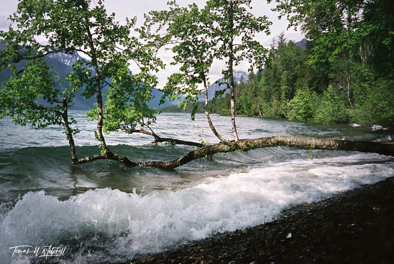 wave and tree on Lake McDonald in Glacier National Park, MT