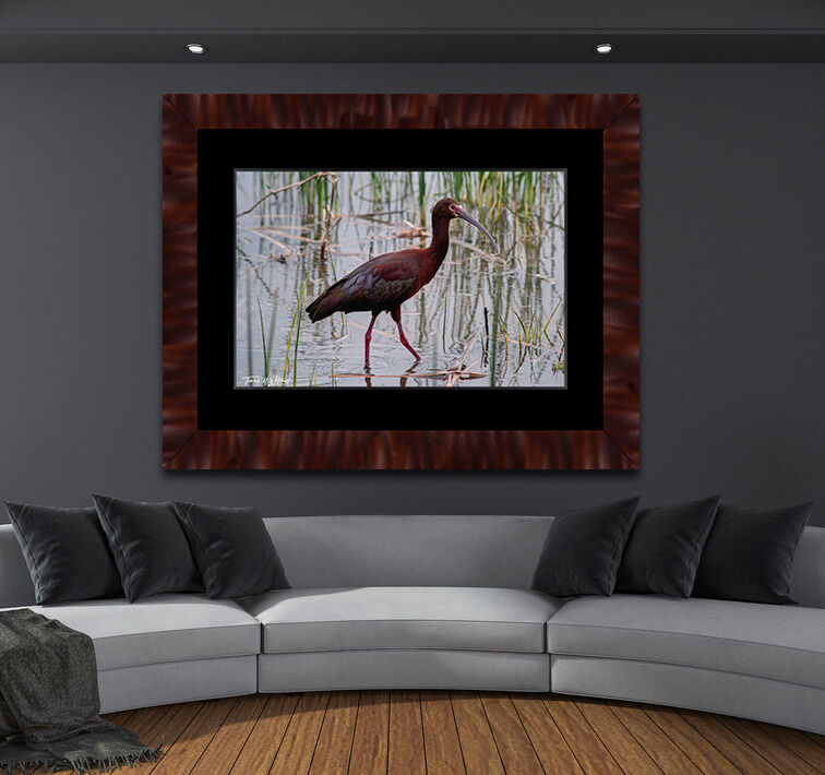 framed photograph of White Face Ibis Bird on home wall.