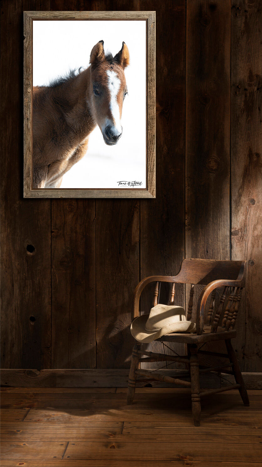 framed photograph of wild horse colt on home wall.